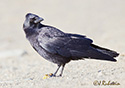 Corvus caurinus